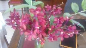 11174843_10153249482644691_4527175941644558941_n